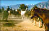 Californian Horse Drive